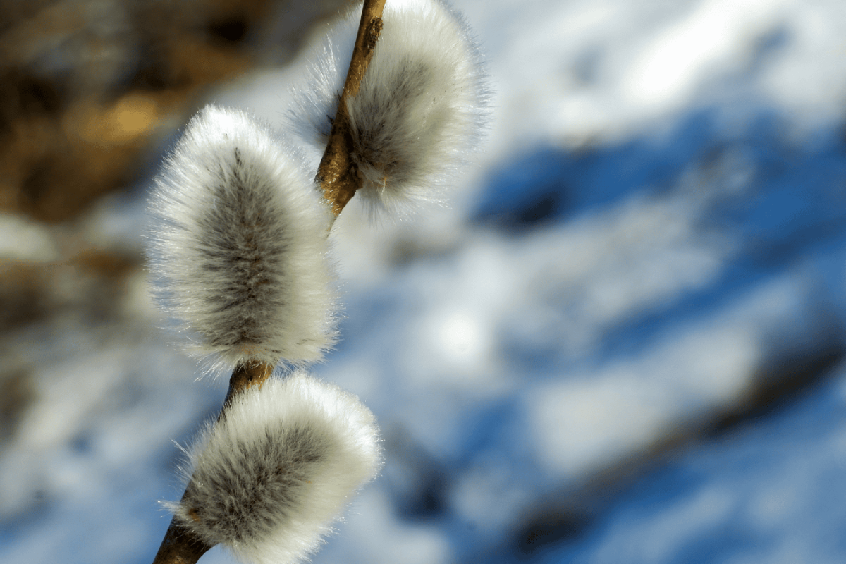 Zacznie się w czwartek, uderzenie chłodu tuż przed Wielkanocą. Tak zimno nie było od dawna