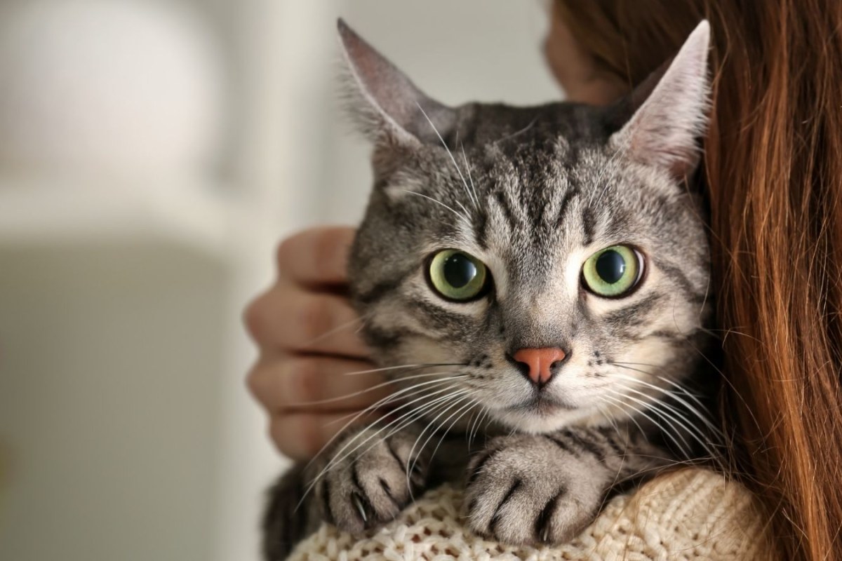 Kupno kota rasowego a obowiązkowy podatek od czynności cywilnoprawnych